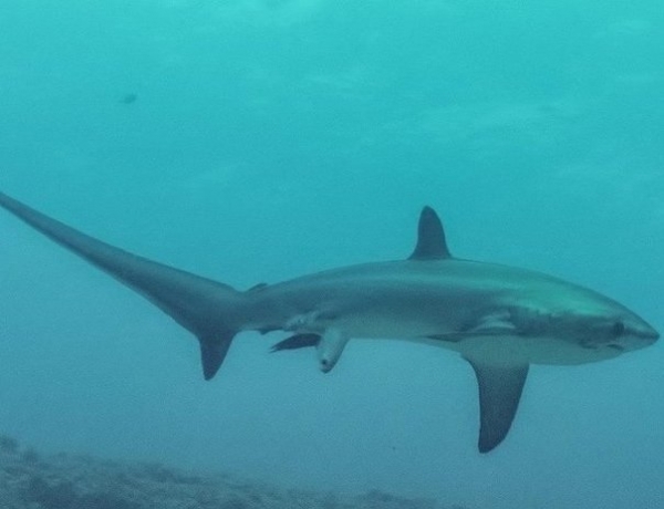 Ученым удалось заснять, как акула рожает детеныша в океане