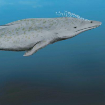 Зигориза — древний вымерший кит