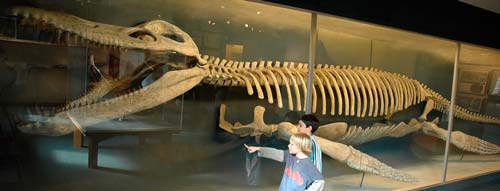 Лиоплевродон — подводный хищный динозавр