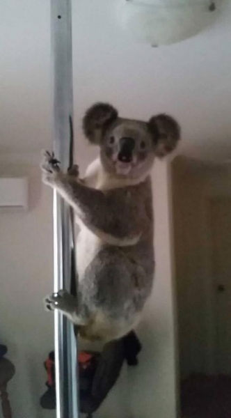Женщина вернулась домой, чтобы обнаружить коалу, ‘танцующую’ на шесте
