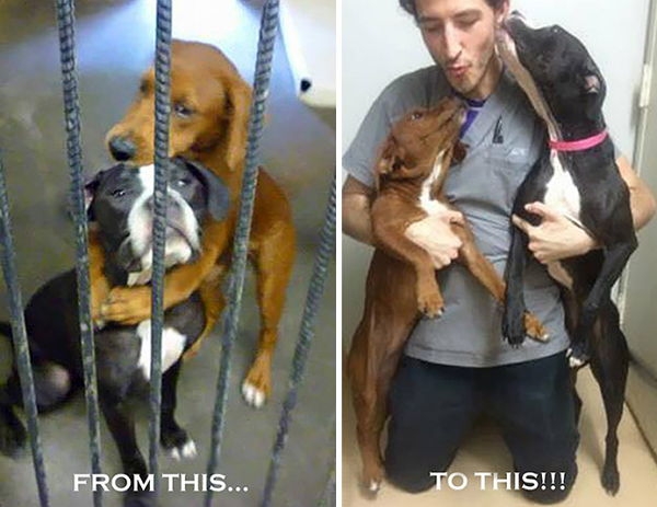 Волшебная сила «Фейсбука»: двух обнимающихся собак спасли от усыпления в самый последний момент
