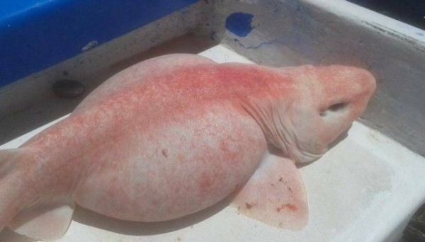 В Мексике поймали  розовую рыбу-пришельца