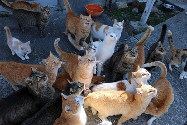 Гуманитарная помощь для Острова кошек пришла вовремя
