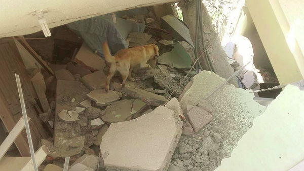 В Эквадоре пес спас 7 человек из-под завалов и умер от обезвоживания
