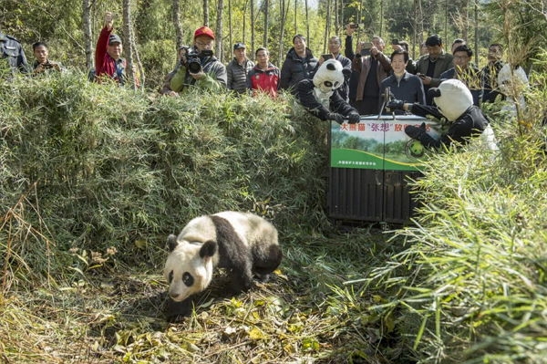 Как выращивают панд в провинции Сычуань
