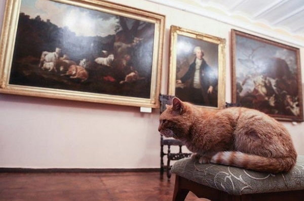 Шутка российского музея закончилась тем, что ему пришлось взять на работу кота
