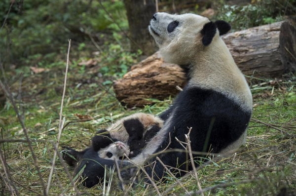 Как выращивают панд в провинции Сычуань
