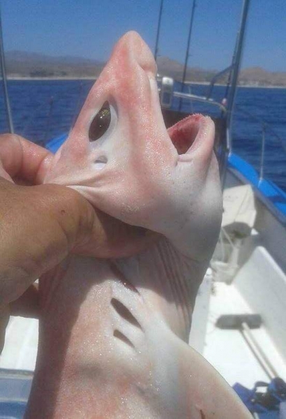 В Мексике поймали  розовую рыбу-пришельца