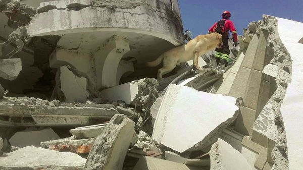 В Эквадоре пес спас 7 человек из-под завалов и умер от обезвоживания
