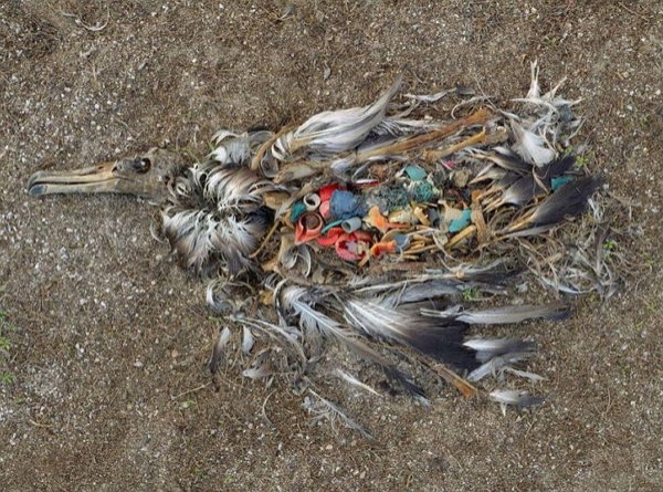 К чему приводит мусор: 25 душераздирающих последствий загрязнения, которые заставят вас задуматься
