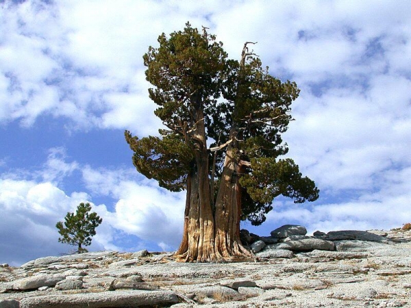 Самые старые деревья на Земле
