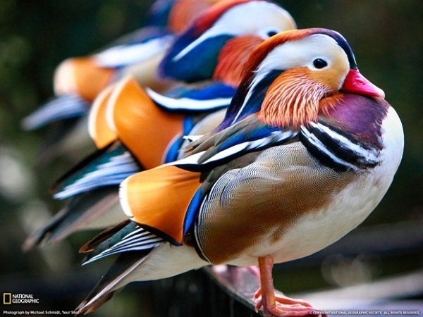 Самая красивая утка — мандаринка
