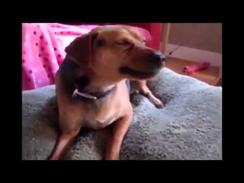 собака которая смешно чихает