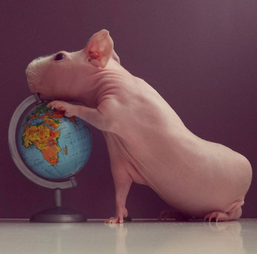 Милейший и совершенно голый Людвик — самая популярная морская свинка в Instagram
