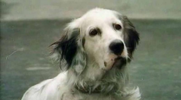 «Белый Бим Черное ухо»: история одного пса