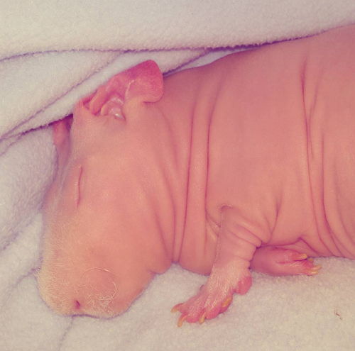 Милейший и совершенно голый Людвик — самая популярная морская свинка в Instagram
