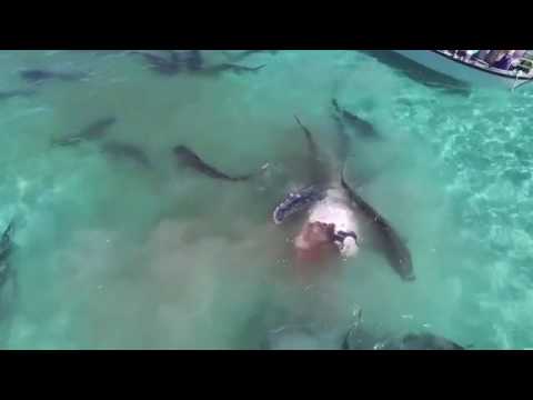 70 акул растерзали кита на глазах у туристов