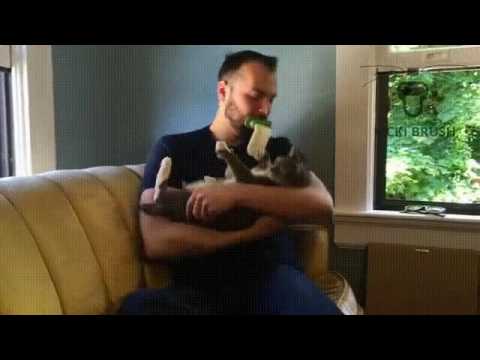Американец создал щетку-язык, чтобы лизать кошек