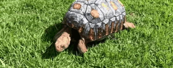 Травмированная черепаха получила первый в мире панцирь, напечатанный на 3D-принтере
