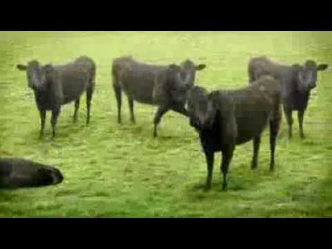 коровы которые любят танцевать