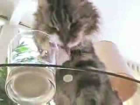Кот попытался попить воду из стакана