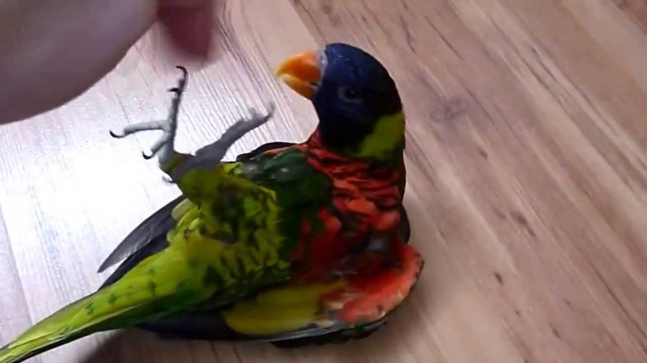 смешной попугай который любит веселиться со своим хозяином