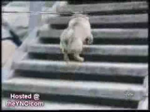 Собака пытается забраться на лестницу