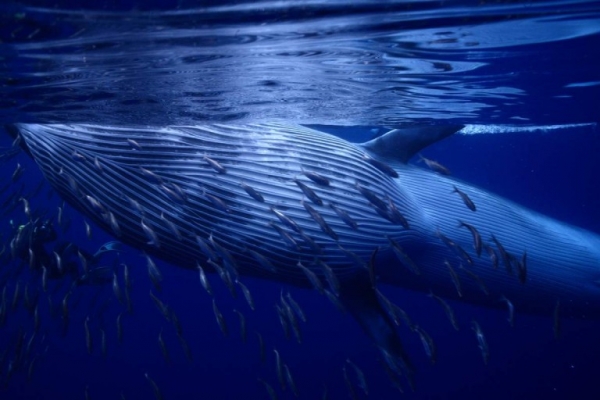 Полосатик Брайда — хищный тропический кит