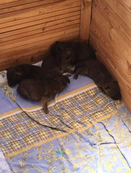 В Новосибирском зоопарке кошка выкормила пятерых волчат
