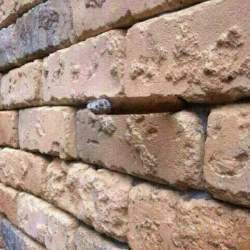 Оптическая иллюзия с кирпичной стеной свела Интернет пользователей с ума