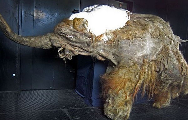 10 интригующих находок, обнаруженных внутри мумий
