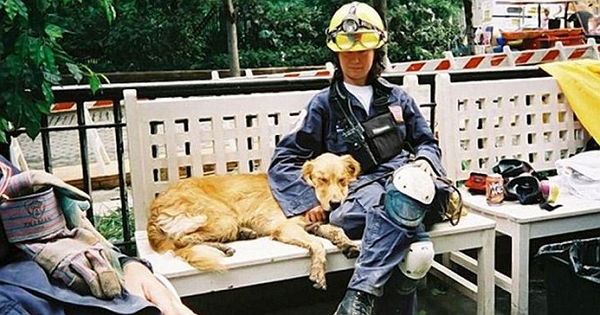 В США простились с последней собакой, искавшей жертв теракта 11 сентября 2001 года

