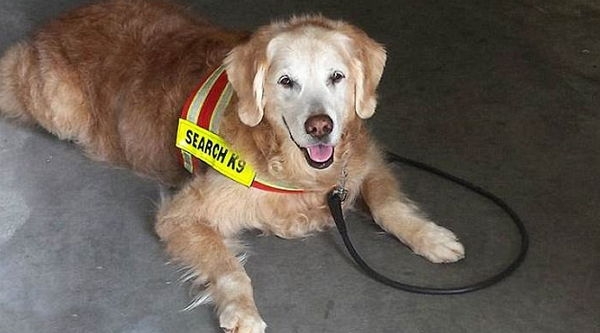 В США простились с последней собакой, искавшей жертв теракта 11 сентября 2001 года
