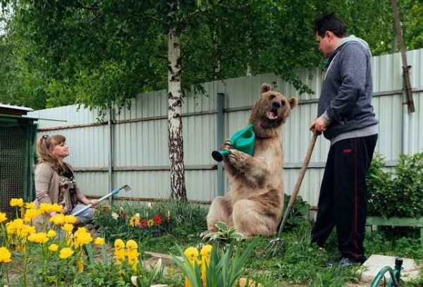 Российская семья 23 года живет с медведем Степаном