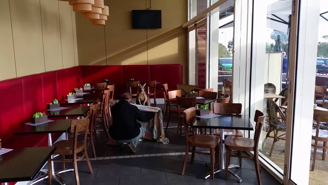 Кенгуру пришел на завтрак в австралийское кафе