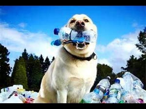 Талантливый пес собирает мусор на вечеринке