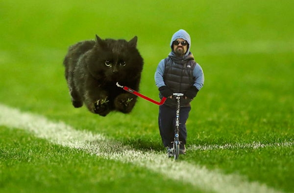 Черный кот выскочил на поле во время матча по регби и стал героем фотожаб
