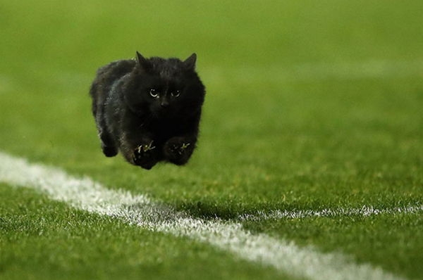 Черный кот выскочил на поле во время матча по регби и стал героем фотожаб
