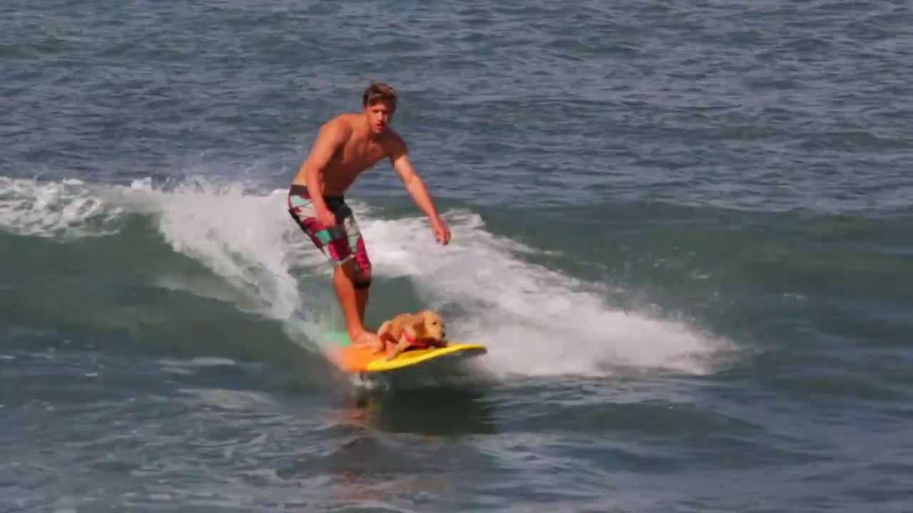 Щенок 4 месяца катается на серфинге! Surf dog