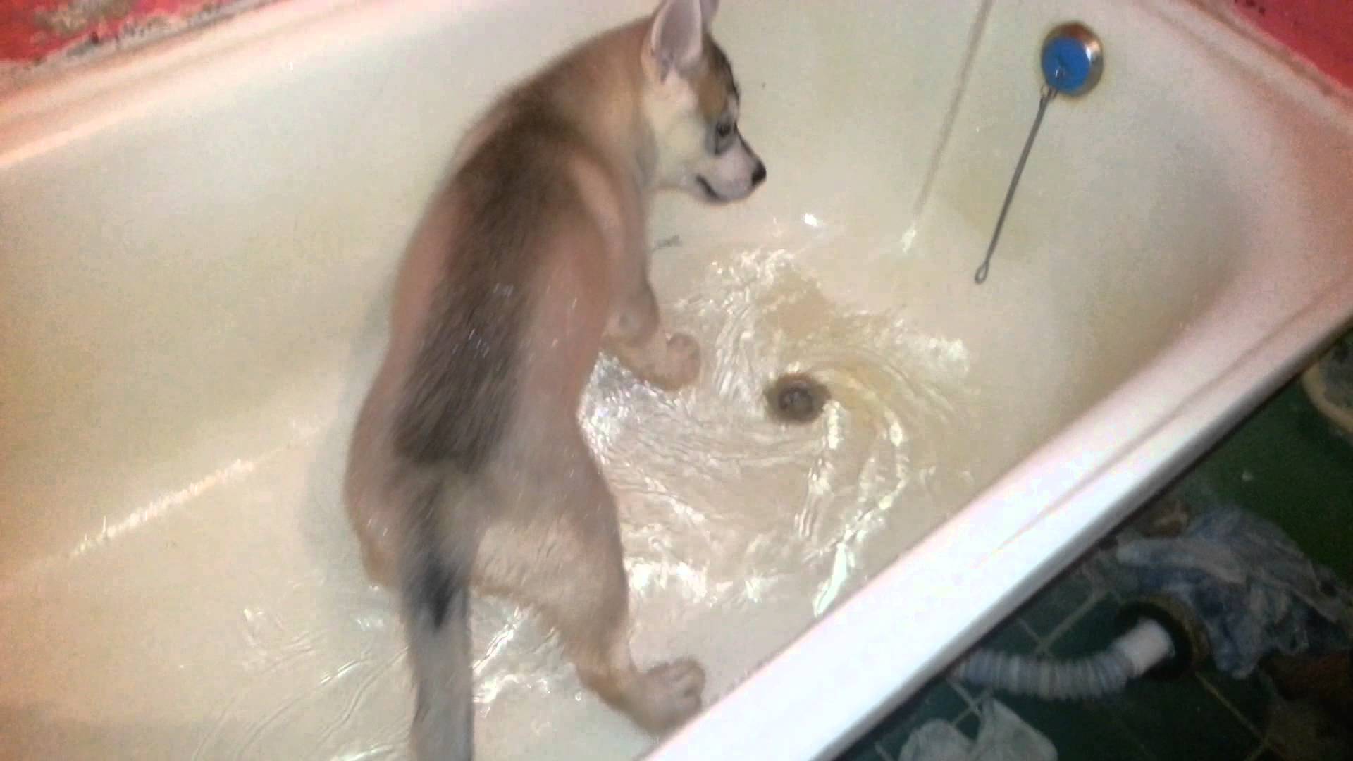 Лео любит купаться и копашиться в ванной