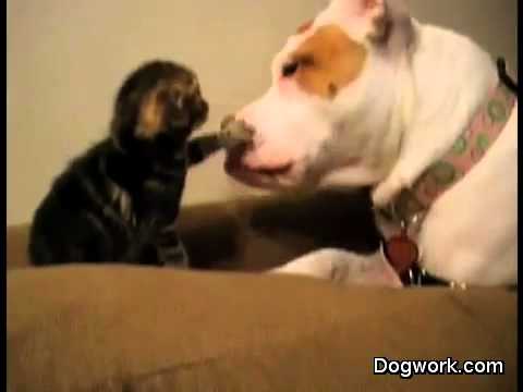 Котенок пытается драться с большой собакой