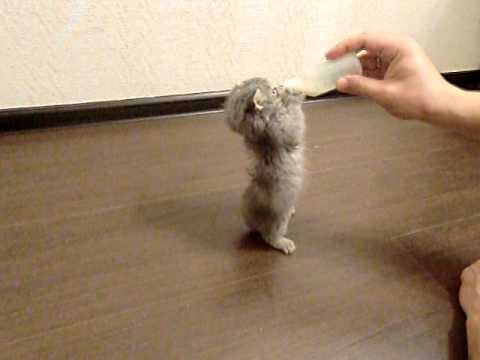 котенок очень сильно хочет кушать
