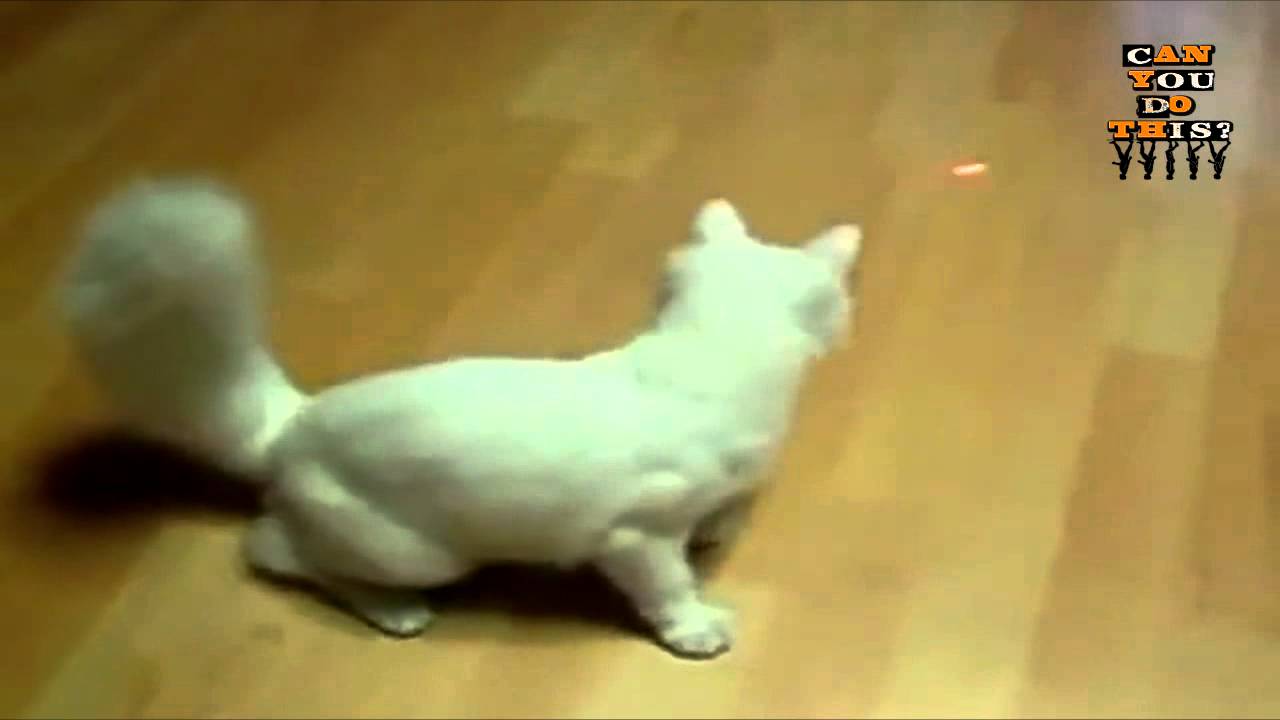 Кот никак не может поймать лазер