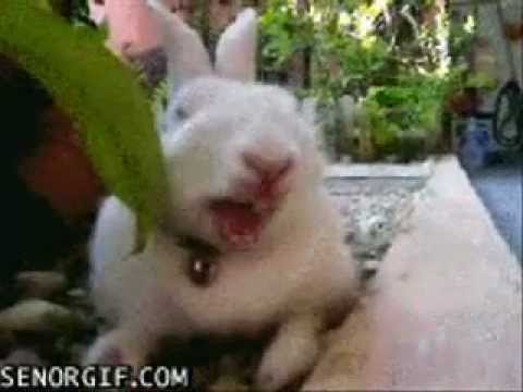 Кролик очень озлобленно кушает еду