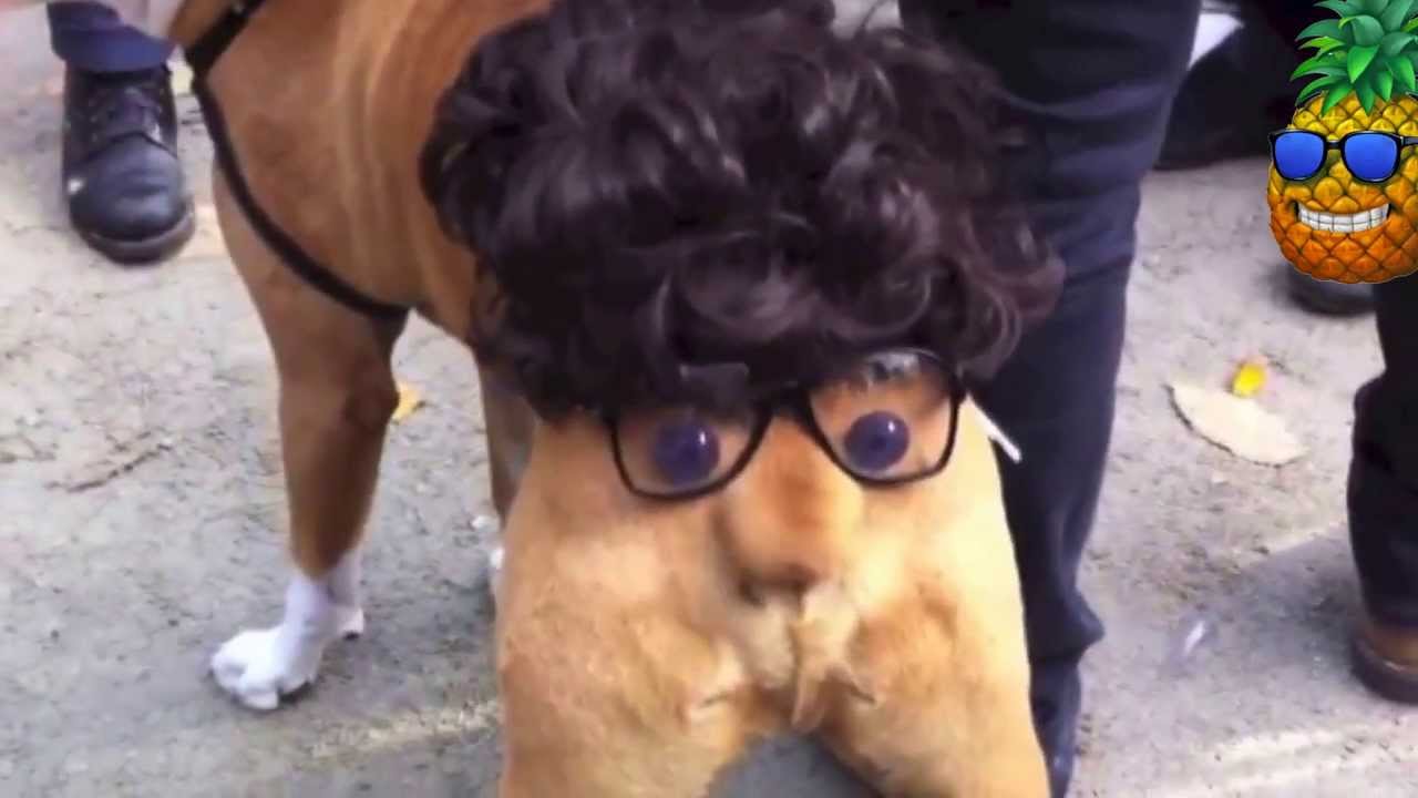 Одели очки и парик на заднюю часть собаки