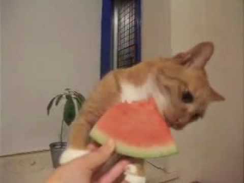 Рыжий кот поедает арбуз