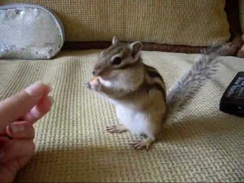 маленький бурундучок кушает орешки