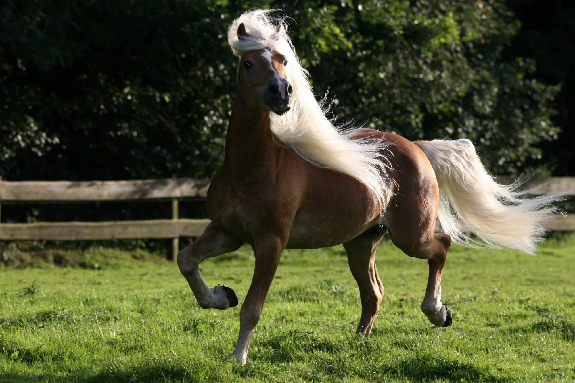 Самые популярные породы лошадей
